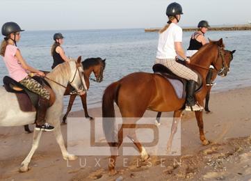 Horseback riding in Hurghada: Horseback riding on the beach or in the desert photo